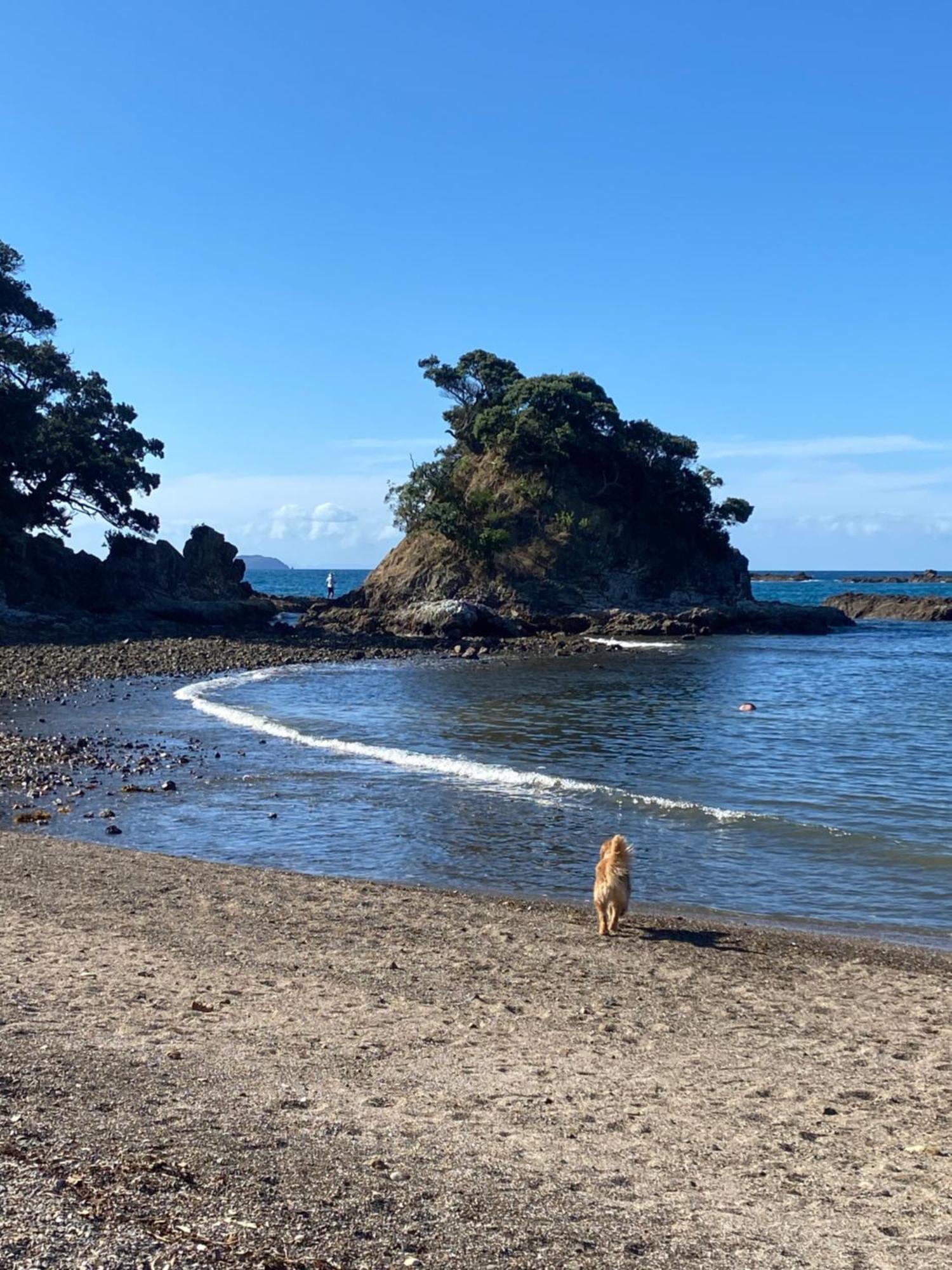 Kereru Cabin - Spectacular Seaviews, Rustic, Glamping Eco Adventure Palm Beach Luaran gambar